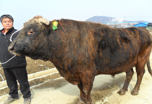 칡소 맛 '최고'
