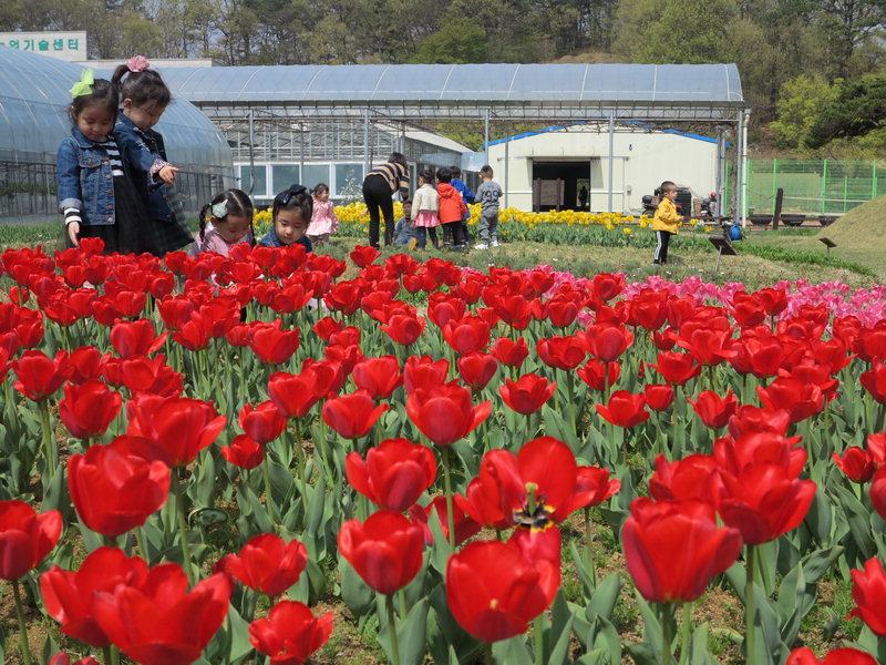 농심테마공원 내 튤립, 팬지, 라자니아, 비올라 등 봄꽃이 만개해 화사한 봄 정취를 느끼기 위한 방문객의 발길이 끊이지 않고 있다.