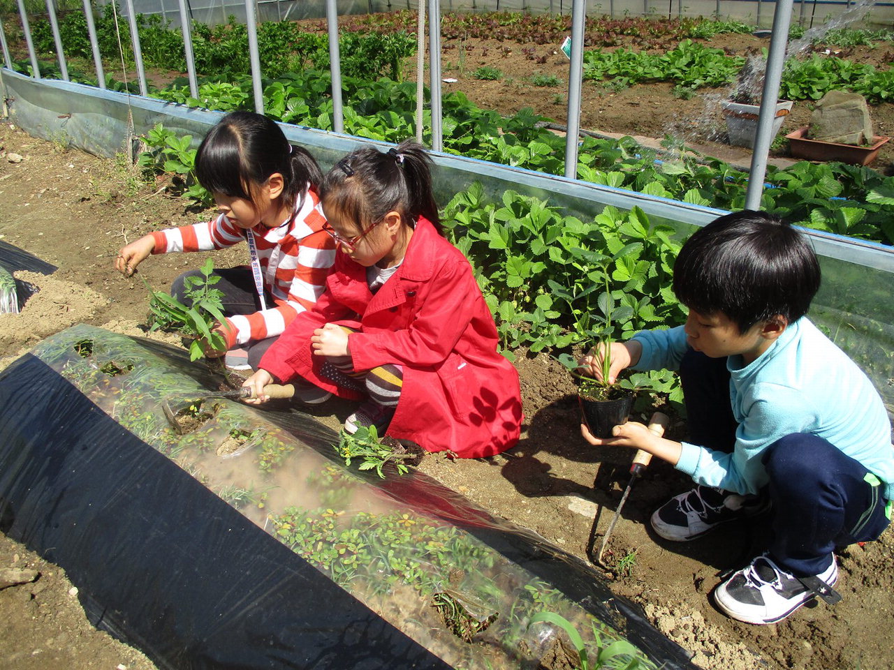 안내초 학생들이 행복 맛땅에 학년별로 모종을 심고 있다. / 옥천교육지원청