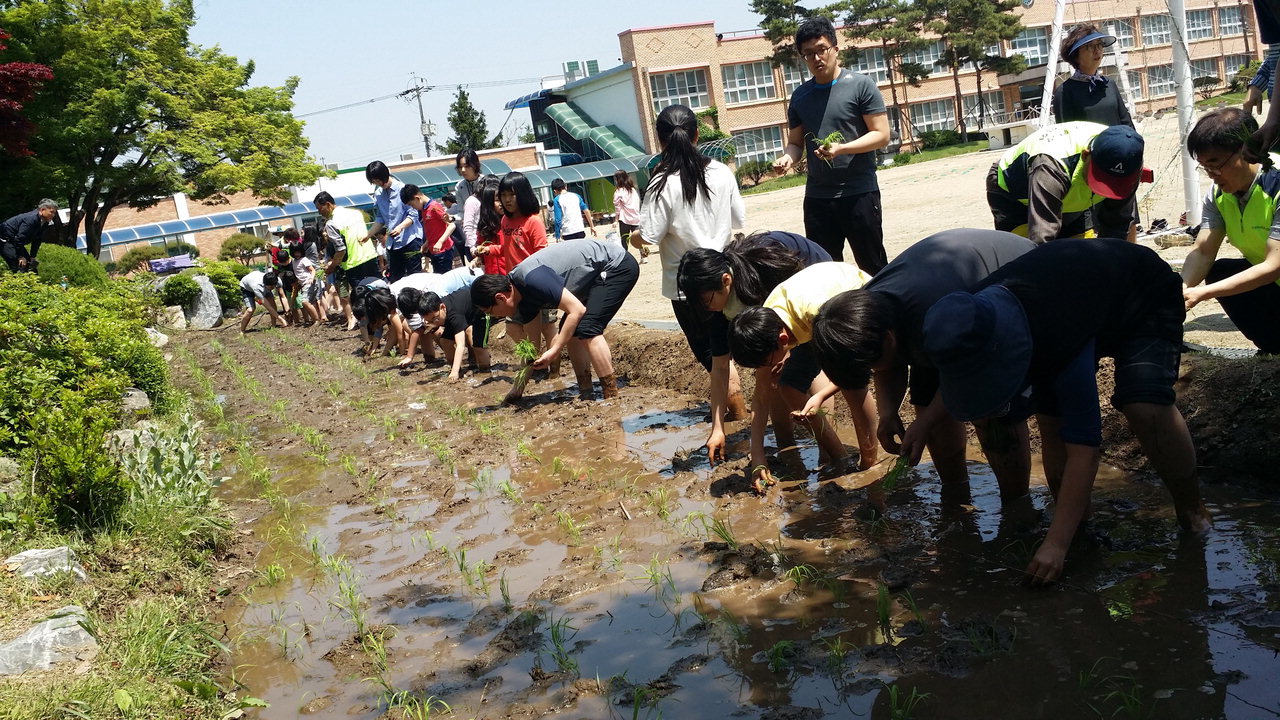 광덕초등학교(교장 백정현)는 9일, 광덕초 특색 교육인 '생태감수성 함양을 위한 산내들 프로젝트'의 일환으로 '모내기 활동'을 실시했다.