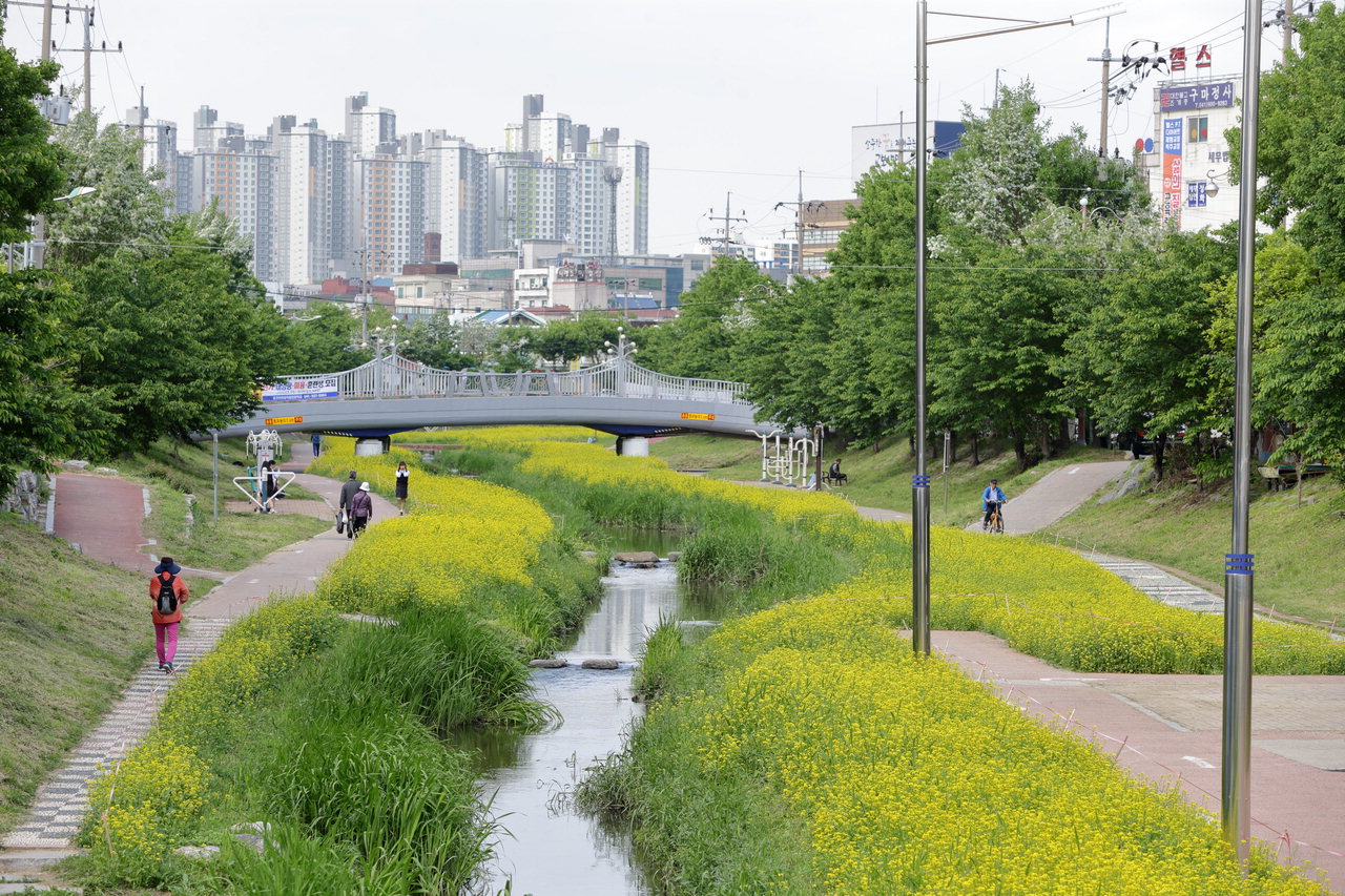 천안시 원성천변 산책로에 유채꽃이 또다시 만개해 시민들의 시선을 사로잡고 있다.