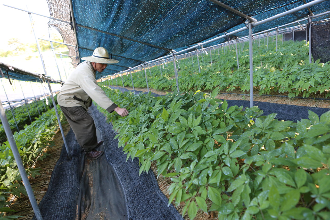 친환경농업의 메카인 홍성군에서 클로렐라를 먹은 유기농 인삼과 아로니아 재배가 한창이다.