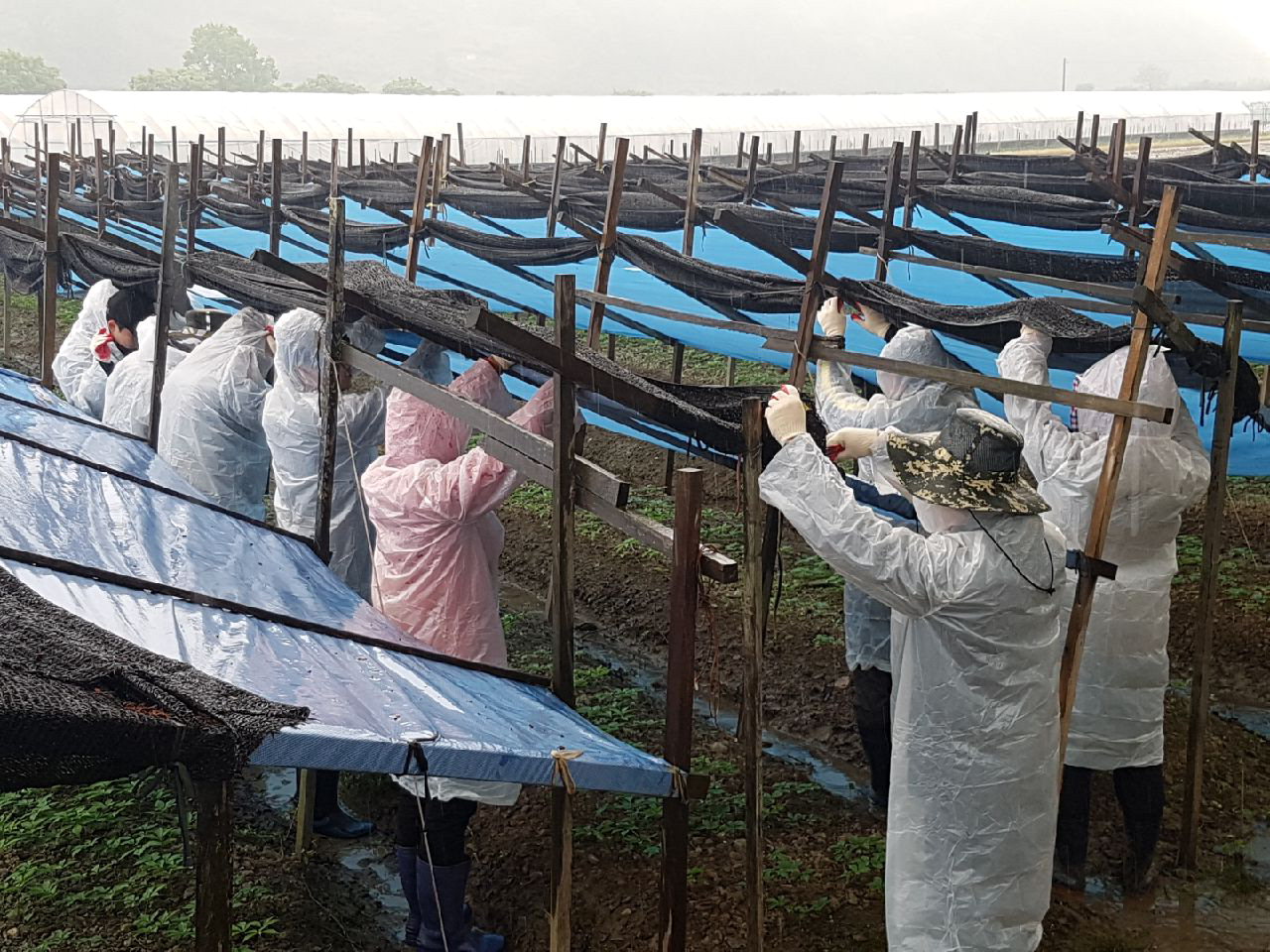 괴산군 농업기술센터(소장 김흥기) 전 직원들은 12일 청천면 인삼농가를 방문해 일손을 보태며 구슬땀을 흘렸다.
