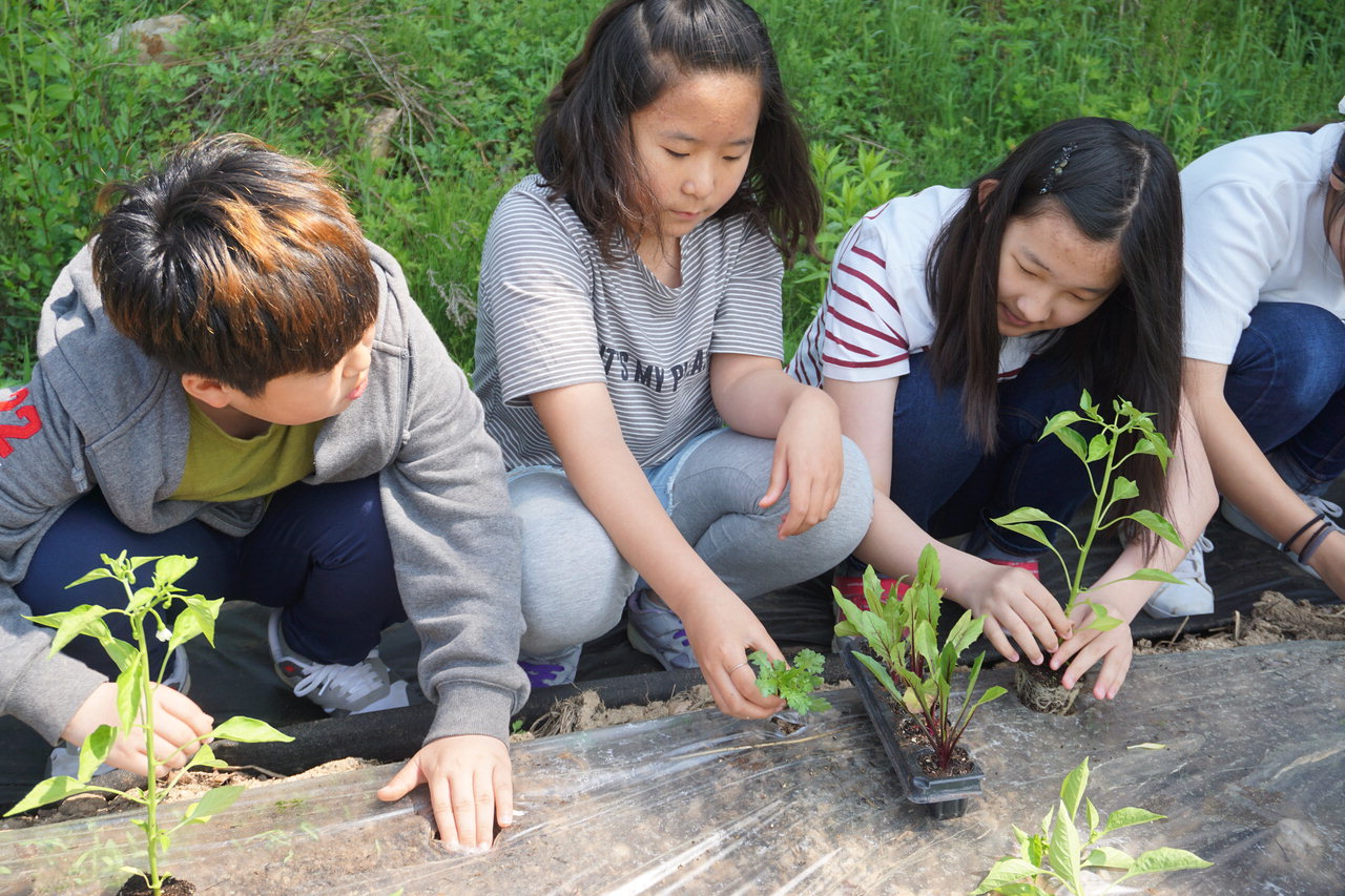 초평초등학교 학생들이 학교 텃밭에 채소 모종을 심고 있다./진천교육청