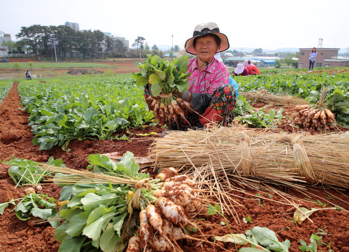 농부들이 태안 황토 총각무 수확을 하고 있다.