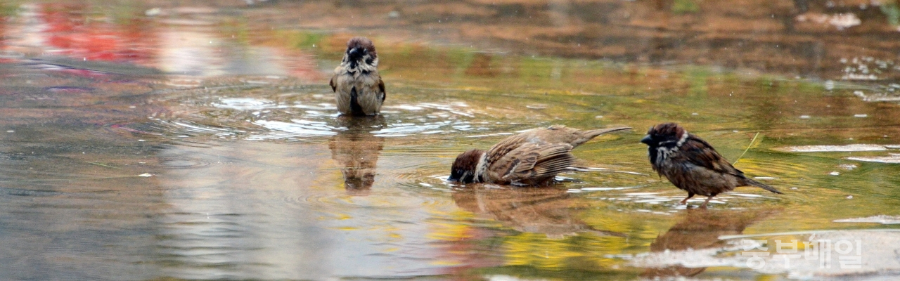청주 일원 한 낮 기온이 30도 가까이 오르며 더운 날씨를 보인 17일 참새들이 물웅덩이에서 목을 축이고 물놀이를 하며 더위를 식히고 있다. / 김용수