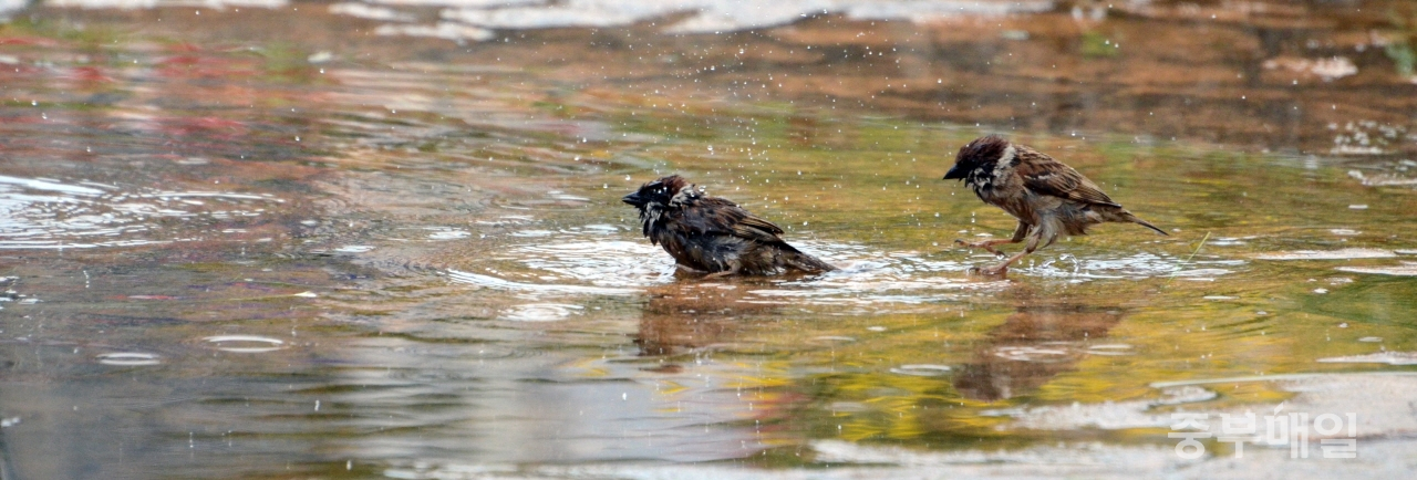 청주 일원 한 낮 기온이 30도 가까이 오르며 더운 날씨를 보인 17일 참새들이 물웅덩이에서 목을 축이고 물놀이를 하며 더위를 식히고 있다. / 김용수