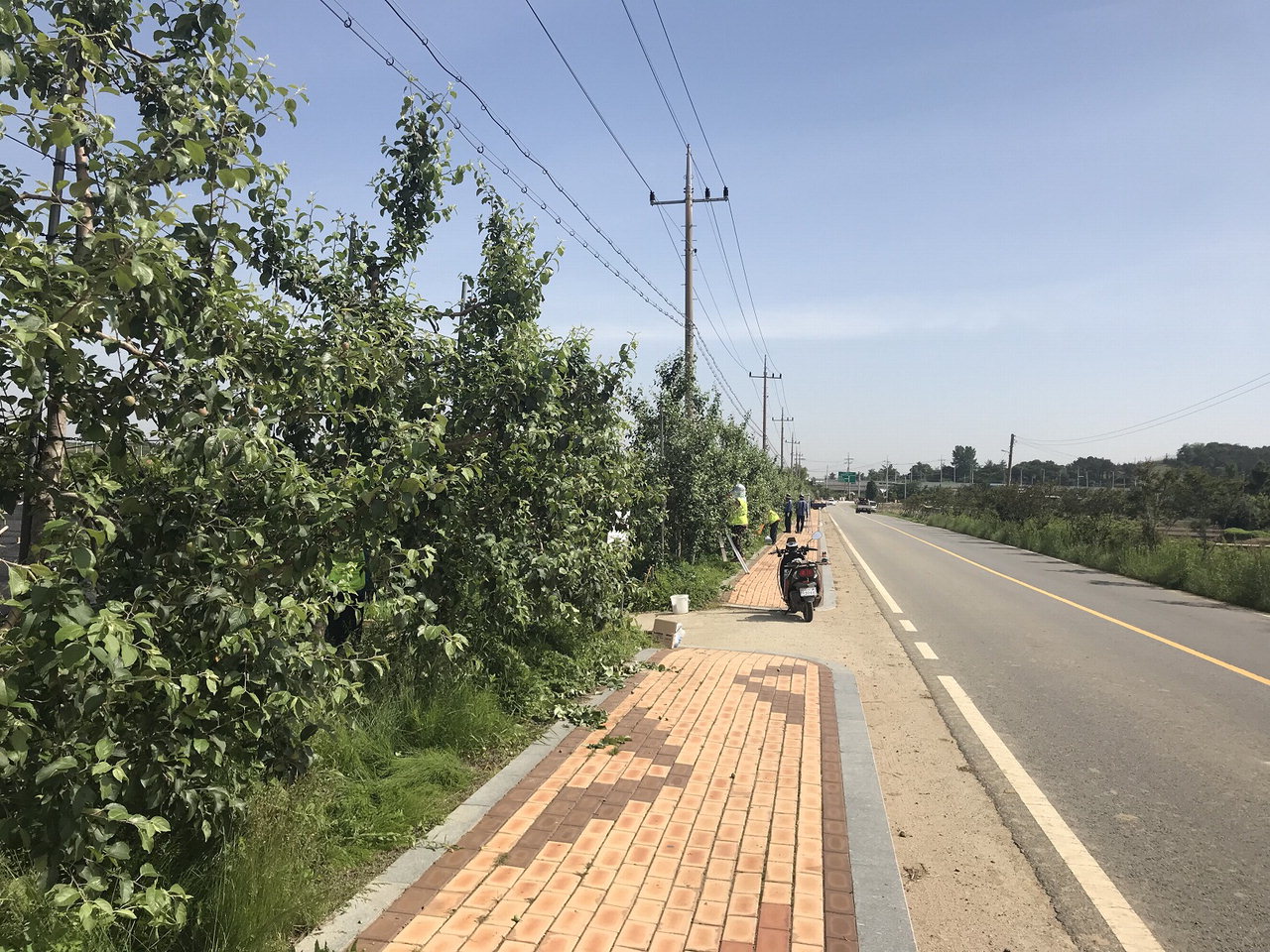 예산군 응봉면 송석리 도로변에 조성된 사과나무 사진