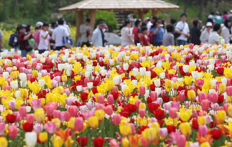 태안군의 대표 축제인 태안 튤립축제가 장소를 옮겨 안면도에서 17일 개막. 5월13일까지 열린다. 사진은 지난해 축제모습 / 태안군 제공