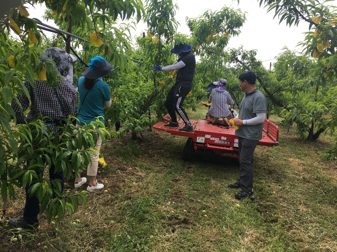 농업기술센터 직원들이 복숭아 밭에서 봉지씌우기 작업을 돕고 있다./옥천군 제공
