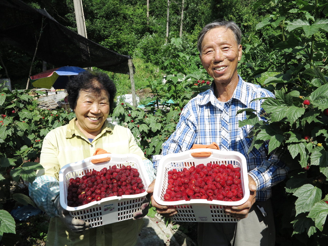 여태현(77)·최장순(72) 씨 부부가 탐스럽게 익은 산딸기를 수확하고 있다. / 옥천군청 제공