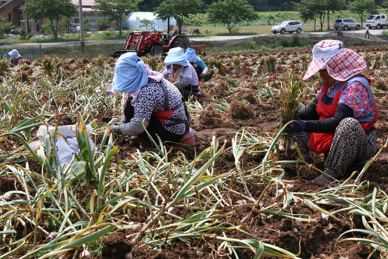 전국적으로 이름난 단양 황토마늘이 본격적인 수확철을 맞았다.농민들이 마늘을 수확하는 모습/단양군 제공