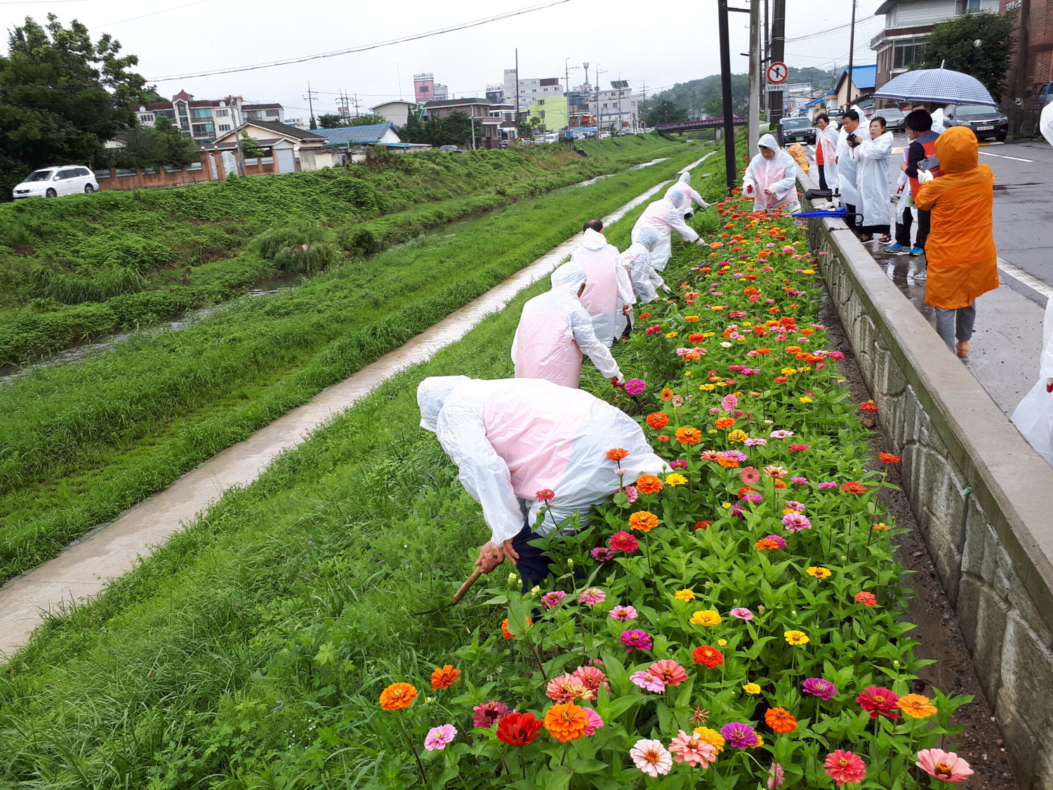 당진2동 주민자치위원회가 당진천변에 꽃을 식재하고 있다. / 당진시 당진2동