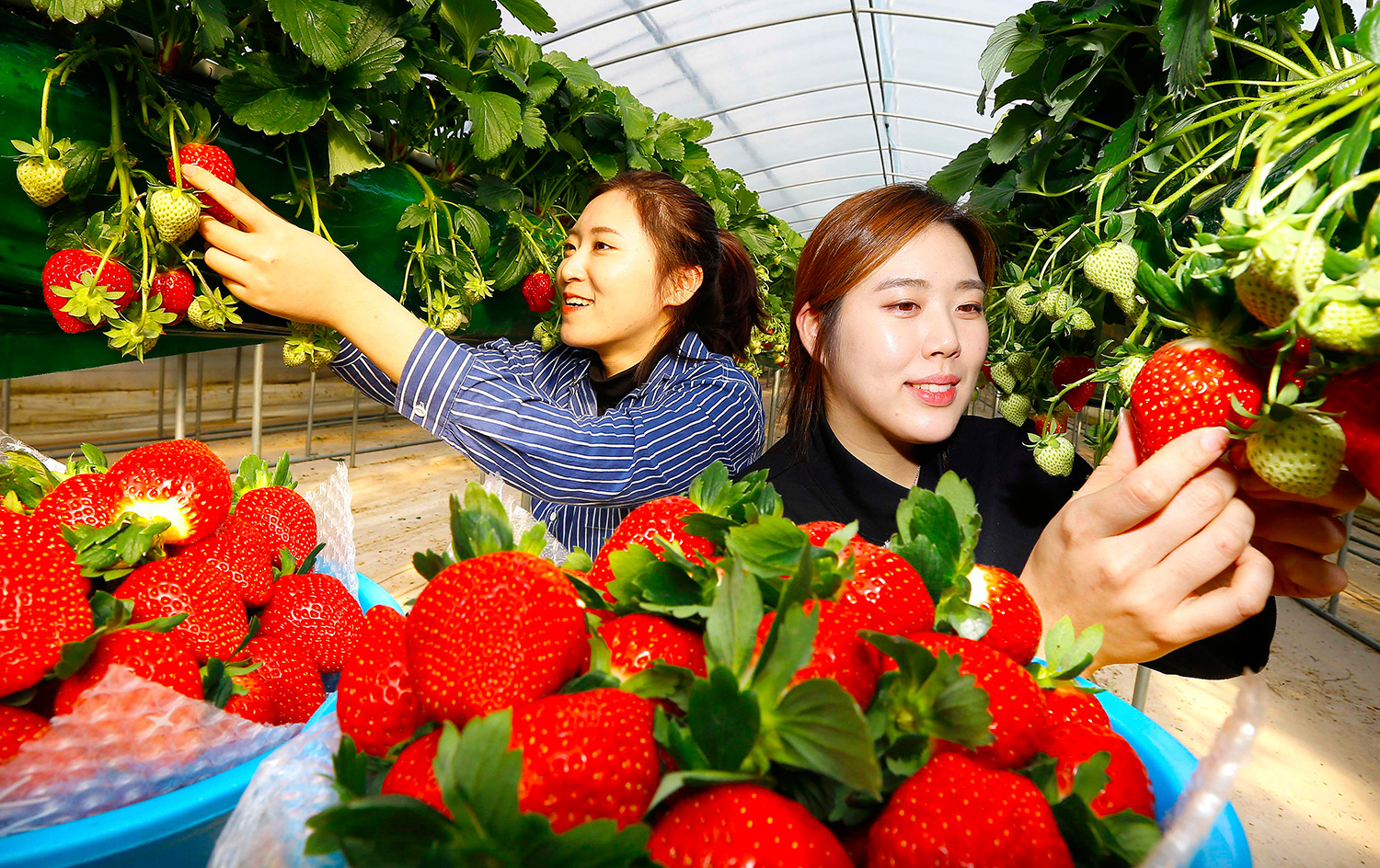 2017년 12월 12일 충남 홍성군 금마면의 딸기 재배농가에서 연구원들이 농촌진흥청에서 새롭게 개발한 '아리향'을 선보이고 있다. 아리향은 기존 딸기에 비해 크기가 크고 단단하며 비타민C 함량도 풍부하다. 2017.12.12. / 뉴시스