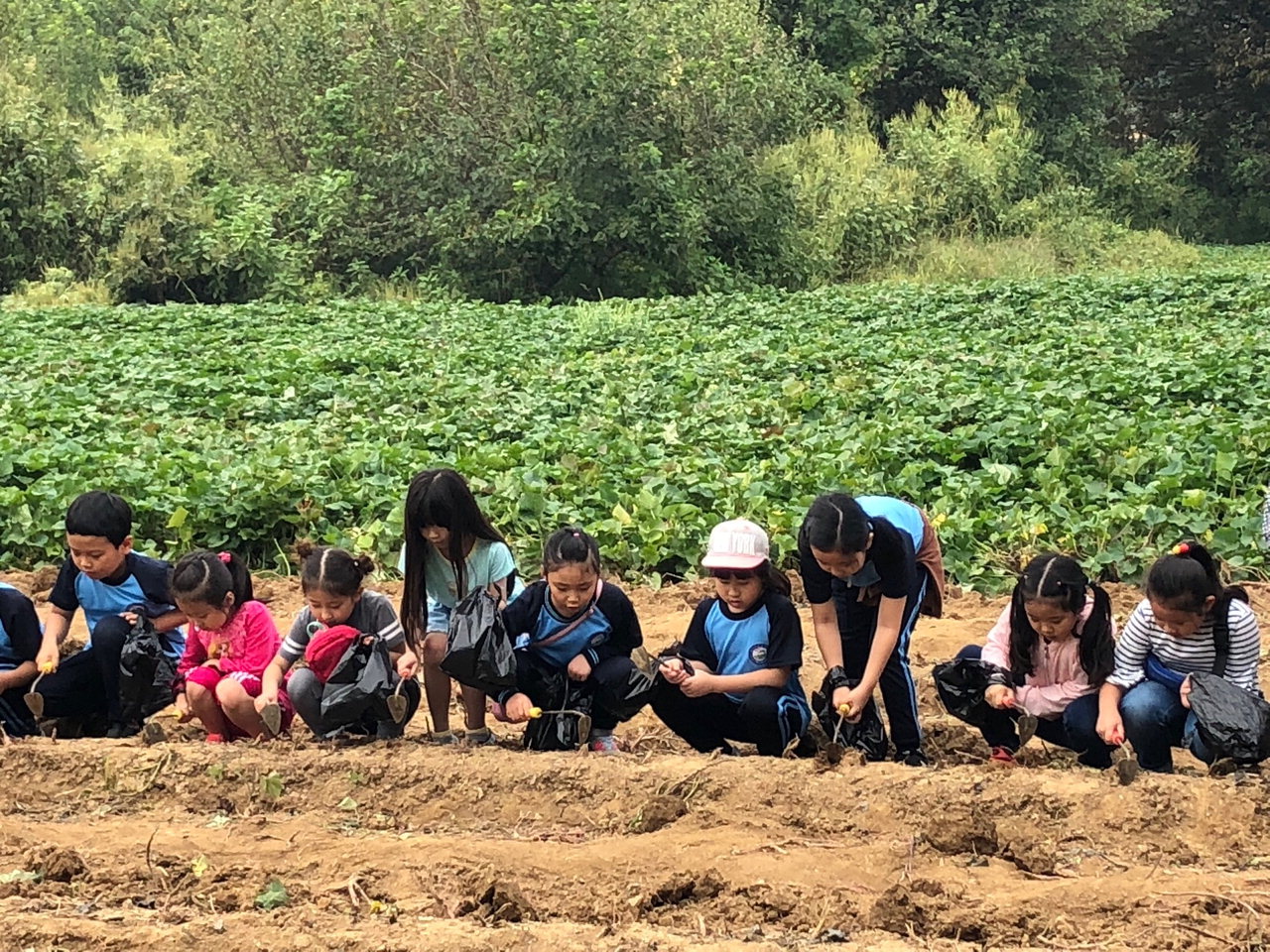 천안가온초등학교 2학년 학생들이 평택학농원을 찾아 고구마를 캐고 있다. /천안가온초 제공