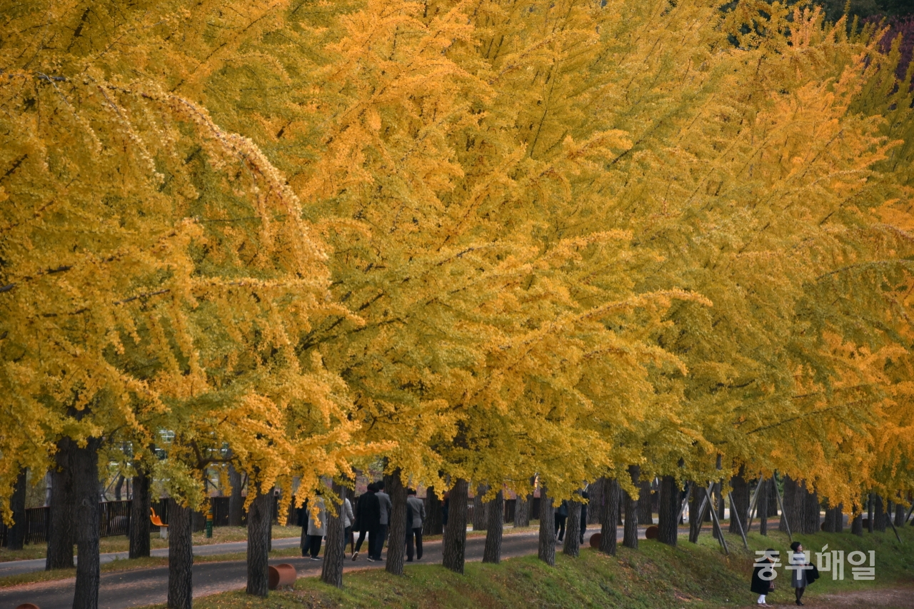 완연한 가을 날씨를 보인 21일 괴산 문광저수지 인근 은행나무길이 ‘황금빛’ 가을 옷으로 갈아입고 장관을 이루고 있다. / 김용수