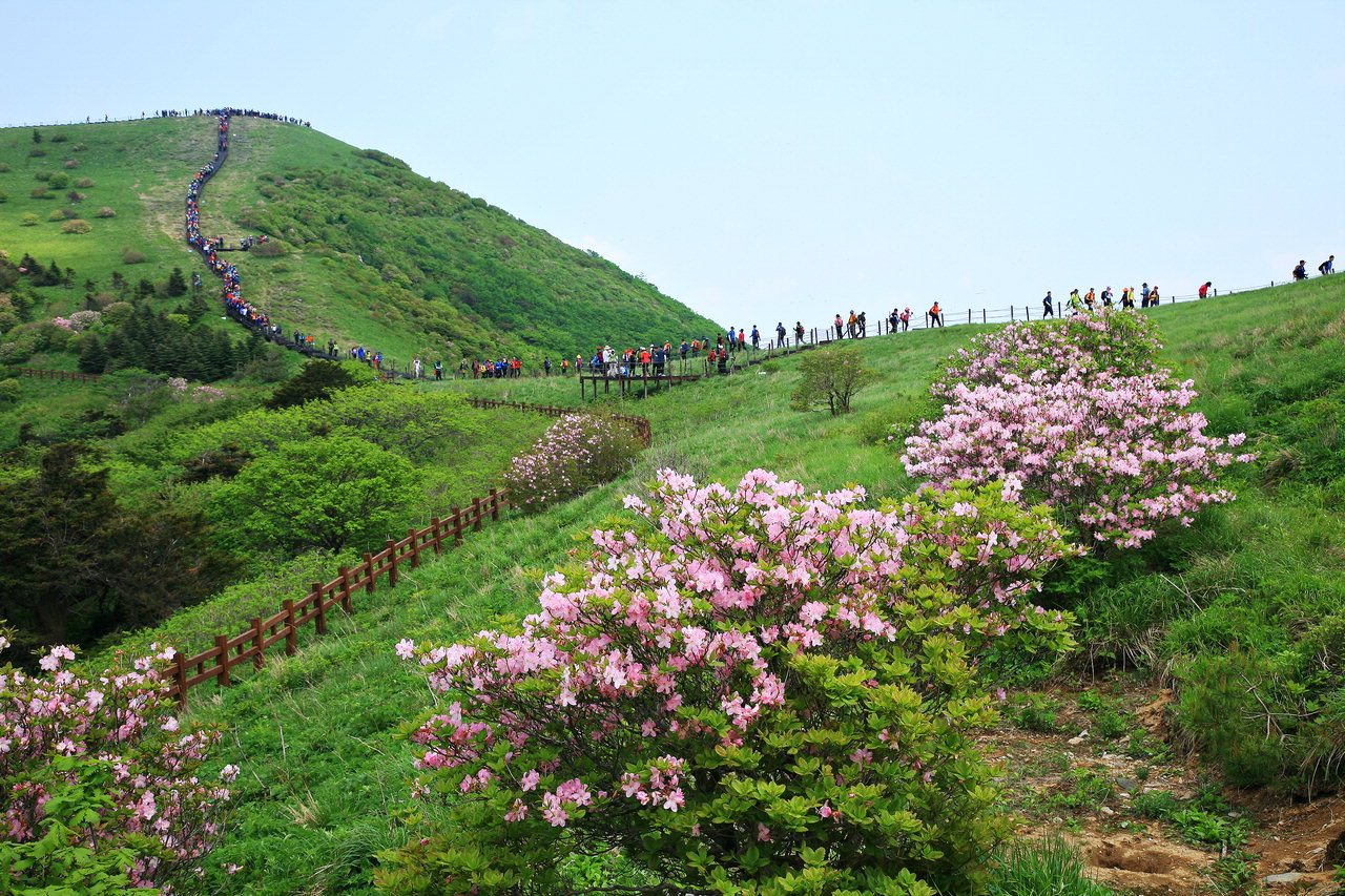 '봄, 꽃, 바람(hope) '을 주제로 한 소백산 철쭉제가 24일 막이 올랐다. 사진은 지난해 연화봉을 오르는 등산객 모습/단양군 제공