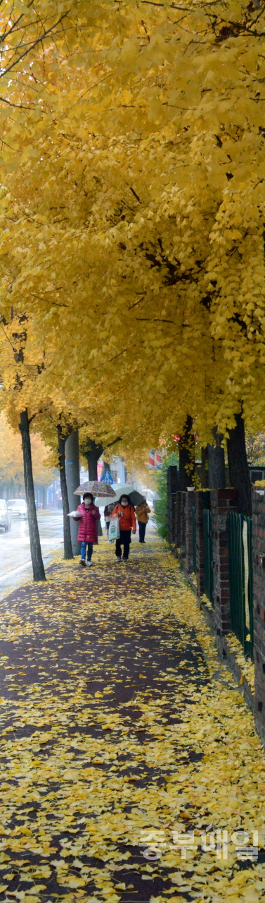 겨울이 시작된다는 입동(立冬)인 7일 청주일원에 계절을 재촉하는 낙엽비가 내린 가운데 우산을 든 시민들이 노란 은행잎을 밟으며 발걸음을 옮기고 있다. / 김용수
