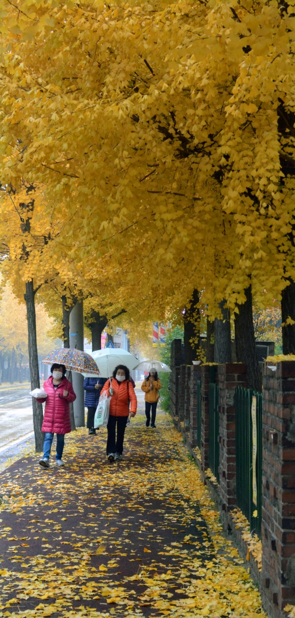 겨울이 시작된다는 입동(立冬)인 7일 청주일원에 계절을 재촉하는 낙엽비가 내린 가운데 우산을 든 시민들이 노란 은행잎을 밟으며 발걸음을 옮기고 있다. / 김용수