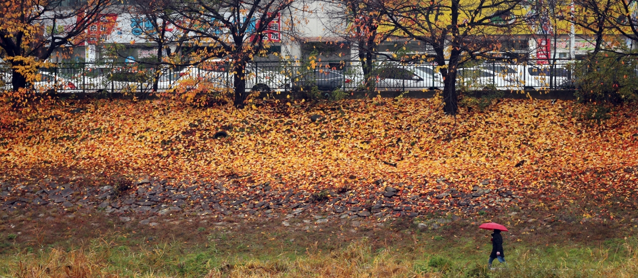 전국적으로 비가 내리며 쌀쌀한 날씨가 이어진 8일 청주 무심천 일원이 가을비로 떨어진 단풍잎으로 물들어 있다. / 신동빈