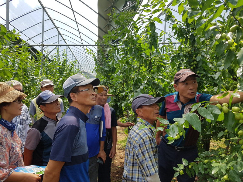 보은군이 2019년도 농업인대학 교육생을 대추, 양봉, 친환경 3개 과정으로 모집한다. 사진은 대추, 양봉과정 교육모습. / 보은군 제공
