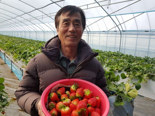 오창교 흙고을농장 대표는 올해 첫 수확한 딸기를 선보이며 "봄 딸기보다 겨울딸기가 더 달고 맛좋다"고 설명하고 있다.