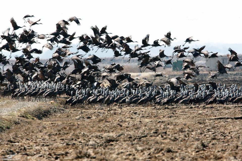 서산 천수만, 겨울 무논조성지역의 철새들 모습(서산시 제공)