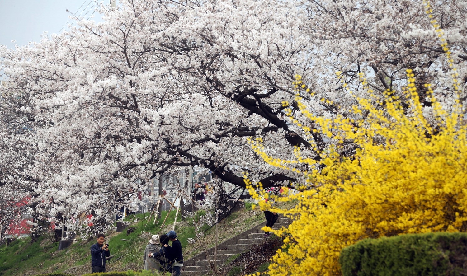 전국적으로 낮 최고기온이 20도를 넘어서 포근한 날씨가 찾아온 1일 청주 무심천 벚꽃나무가 꽃망울을 터뜨리며 4월의 첫날을 반기고 있다./신동빈