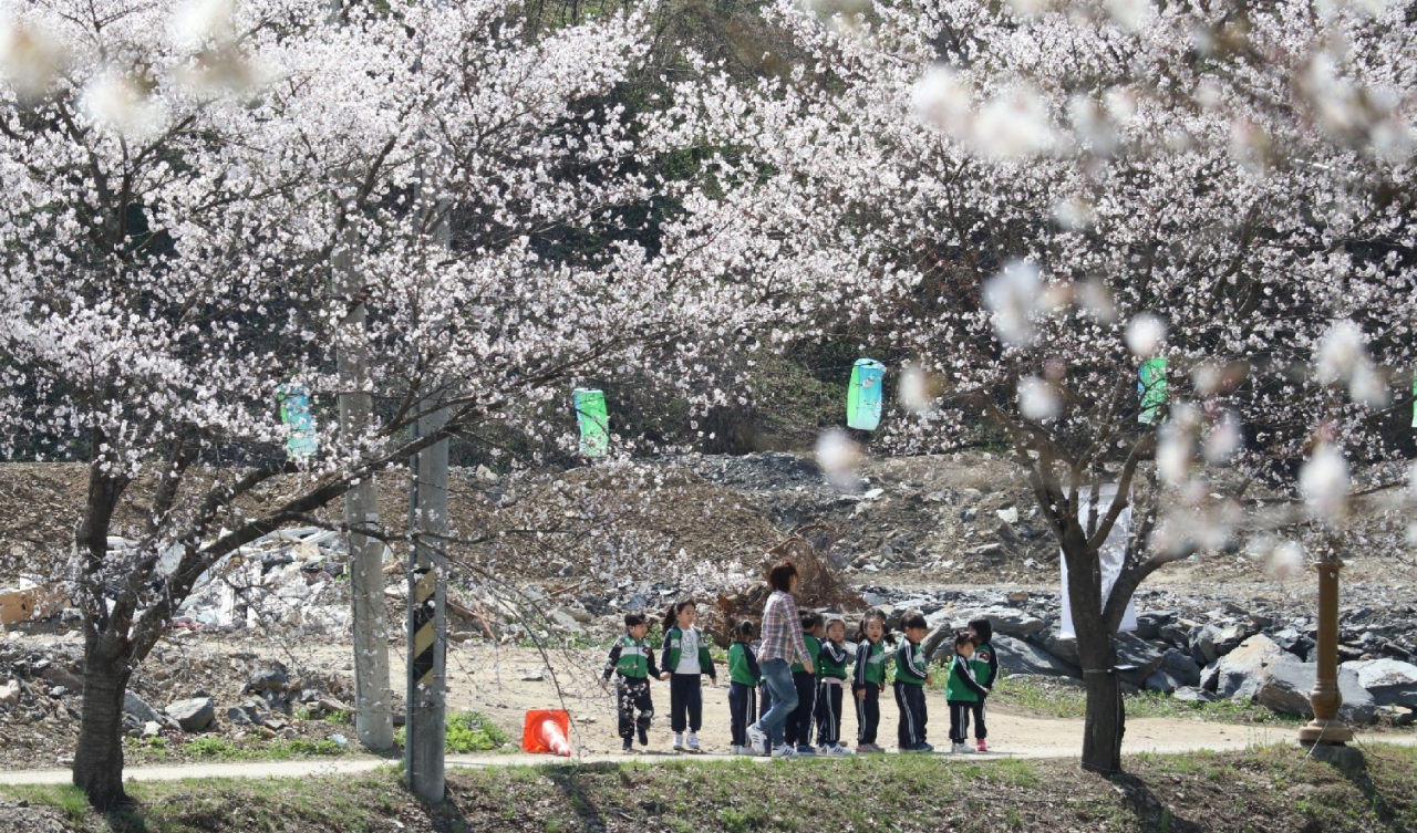 영동천 주변의 벚나무들이 꽃망울을 터트려 화사한 봄 기운을 물씬 풍기고 있다.