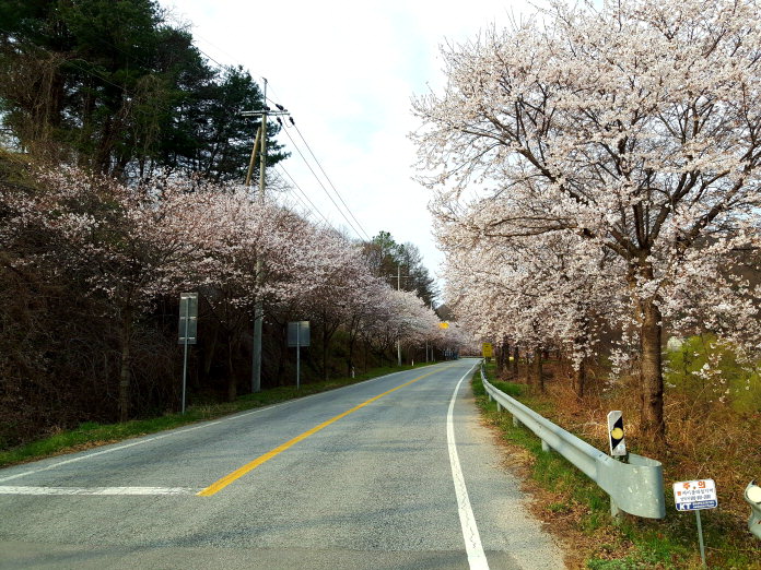 보은군 회남면에서 대전으로 넘어가는 회남로 벚꽃길 10km와 회남~은운간 드라이브 코스 13km의 벚꽃길이 나들이객들에게 인기를 끌고 있다. / 보은군 제공