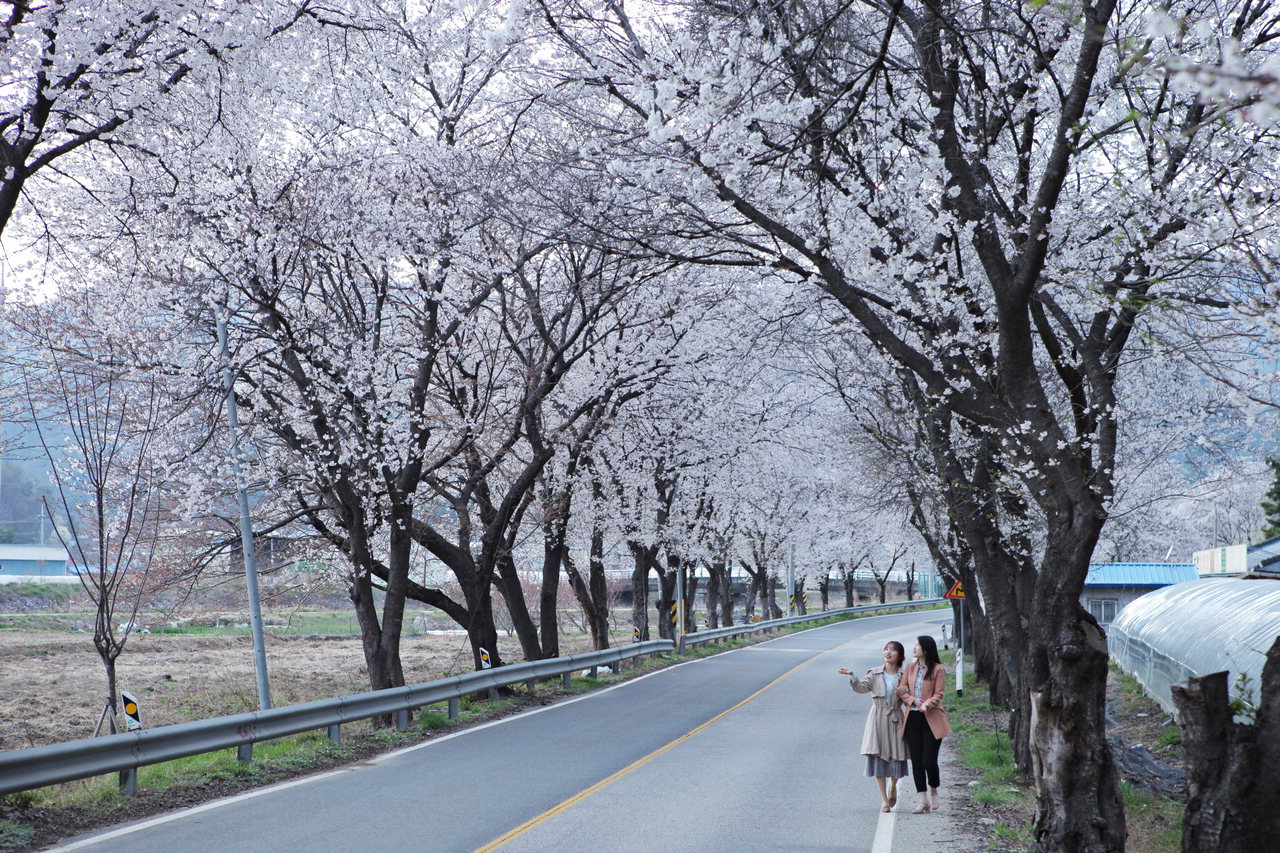 영동군 양산면 호탄리 도로변에 벛꽃이 절정을 이뤄 상춘객들이 마지막 벚꽃의 향기를 즐기고 있다. / 영동군