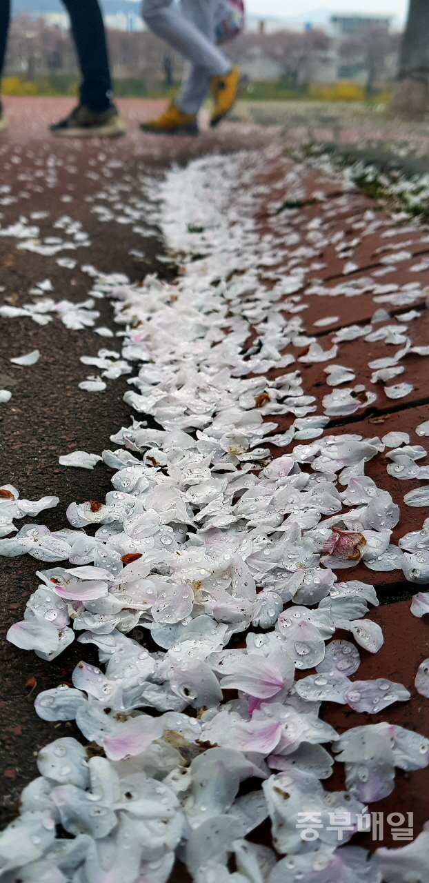 휴일인 14일 오전 청주일원에 비가 내리면서 청주 무심천변에 벚꽃 잎이 떨어져 있는 가운데 시민들이 비가 그치자 산책을 즐기고 있다. / 김용수