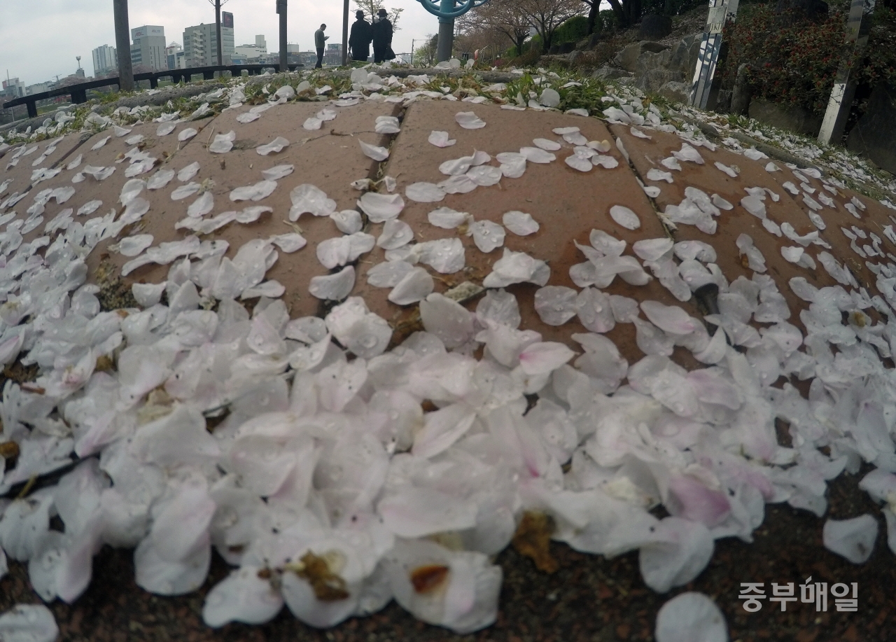 휴일인 14일 오전 청주일원에 비가 내리면서 청주 무심천변에 벚꽃 잎이 떨어져 있는 가운데 시민들이 비가 그치자 산책을 즐기고 있다. / 김용수