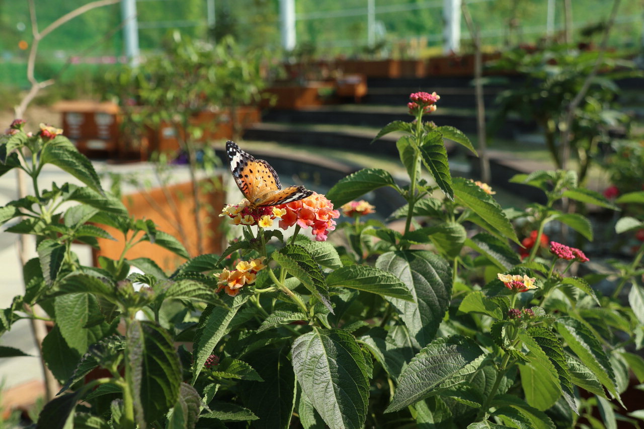 과일나라테마공원 내에 곤충 체험장에서 나비를 비롯한 장수풍뎅이 등 다양한 곤충을 가까이에서 볼수 있다. / 영동군
