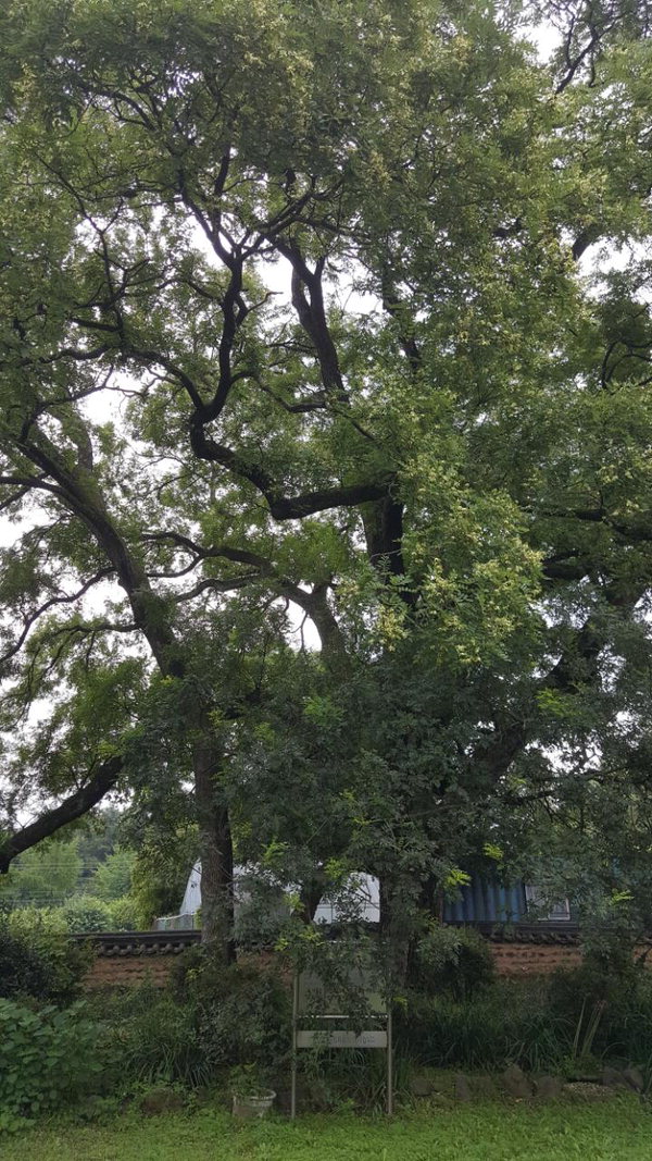 '보은 최감찰댁'을 감싸고 있는 수령 200년이 넘은 회화나무. 나무둘레 30m×높이 25m의 우람한 자태를 지니고 있다. / 송창희<br>