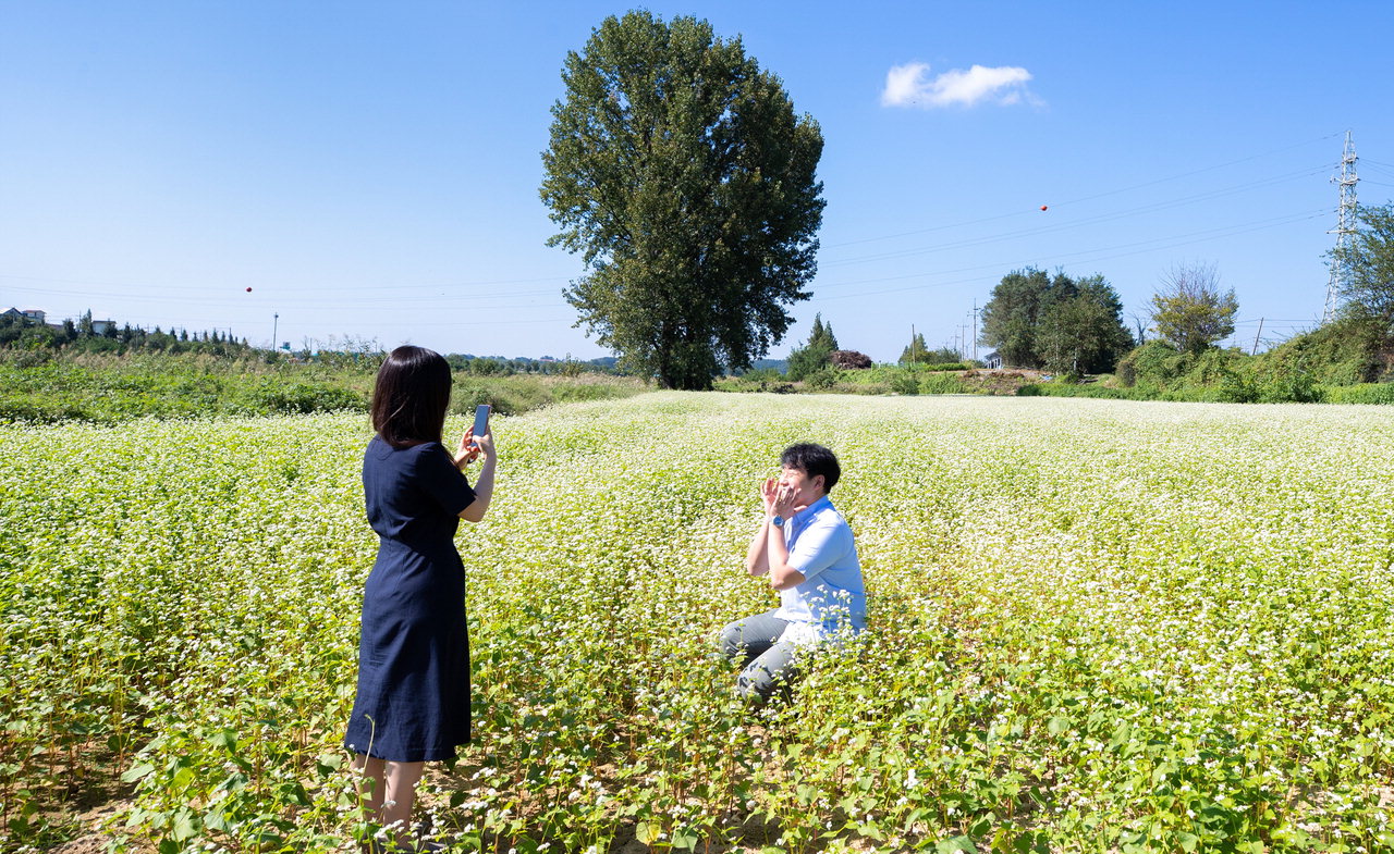 증평군 보강천 둔치에 심은 메밀꽃밭에서 연인이 기념촬영을 하고 있다.