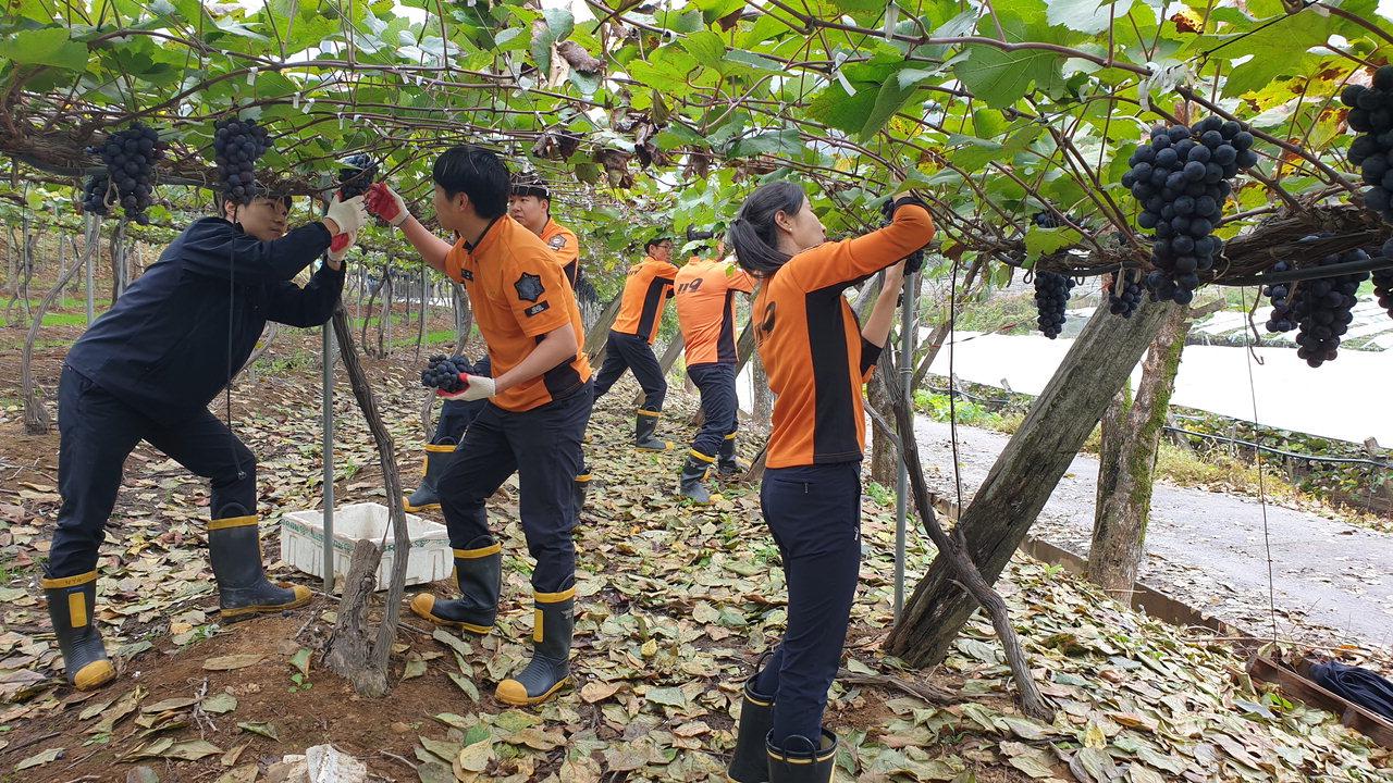 영동소방서 학산119안전센터 직원들이 포도 농가에서 농촌일손돕기 봉사활동을 실시했다. / 영동소방서 제공