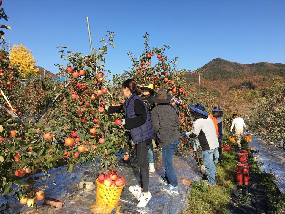 공무원과 민간단체들이 일손부족으로 어려움을 겪고 있는 농가에서 사과를 수확하고 있다. / 영동군 제공