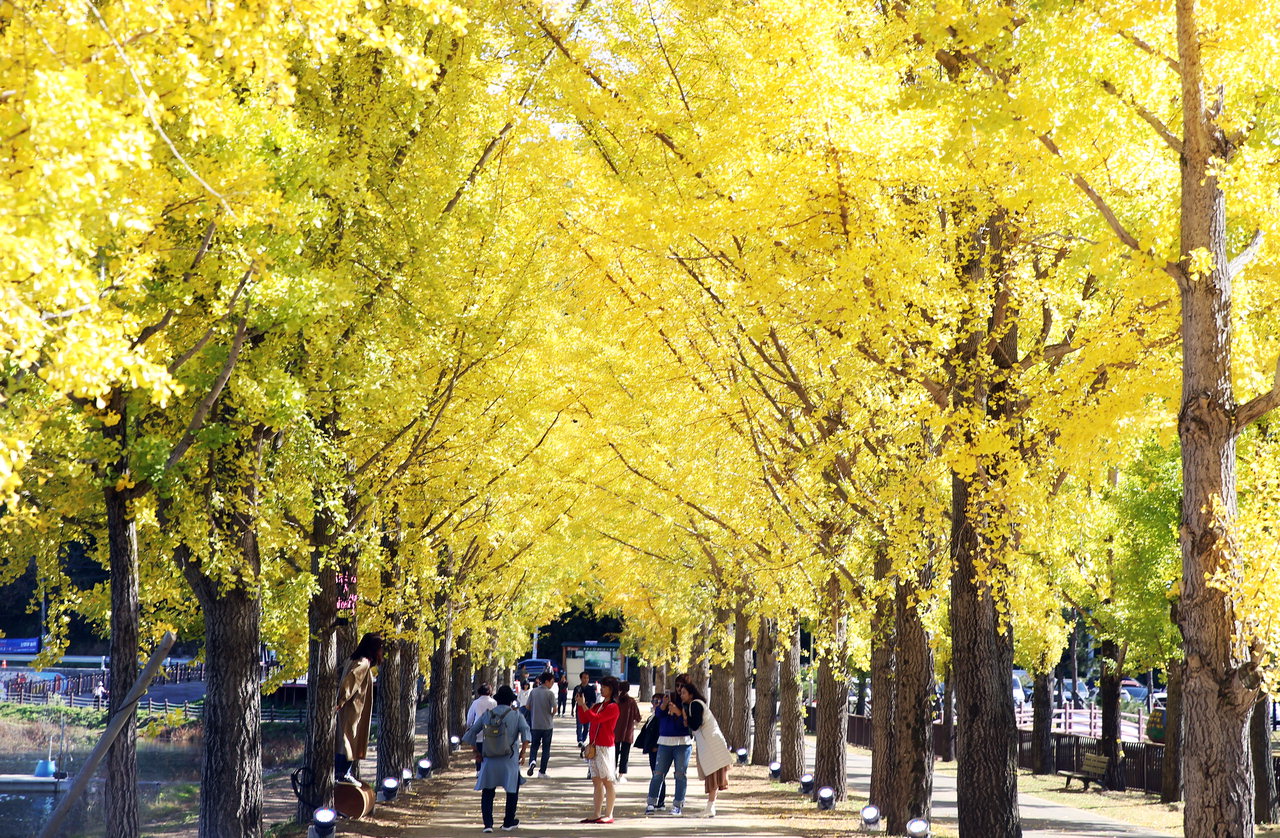 22일 충북 괴산군 문광저수지를 찾은 사람들이 샛노랗게 물든 은행나무길을 걸으며 가을을 만끽하고 있다. /신동빈