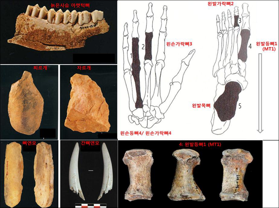 단양 구낭굴 유적의 제3지층에서 출토된 구석기 연모들과 약 4~4.5만년전 후기구석기 초기의 호모사피엔스(Homo sapiens)의 뼈화석.