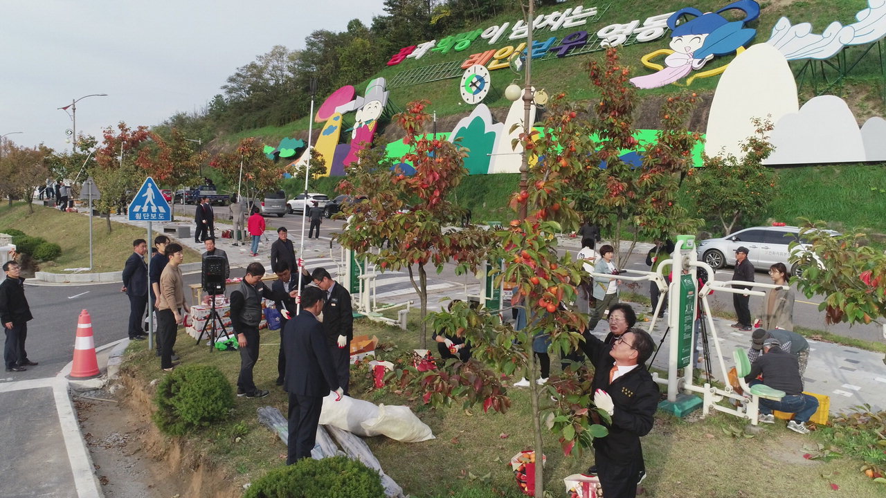 25일 용두공원 앞 가로수 길에서 박세복 군수를 비롯해 관내 기관단체장, 주민 등 50여명이 감을 따고 있다. / 영동군 제공