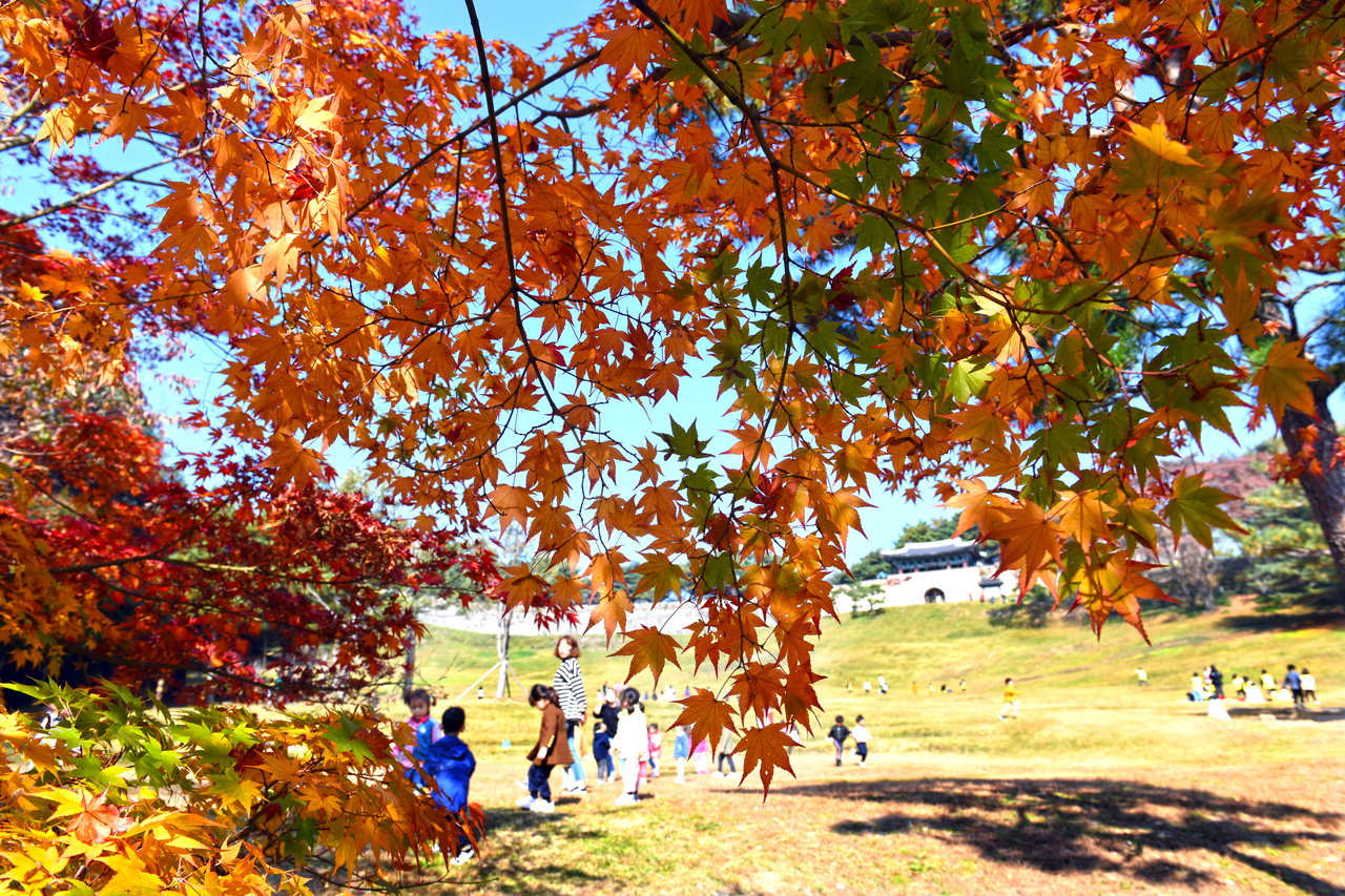 파란 하늘아래 가을 단풍색이 짙어져가고 있는 28일 청주 상당산성에서 소풍 온 아이들이 잔디밭을 뛰며 즐거운 시간을 갖고 있다. / 김용수