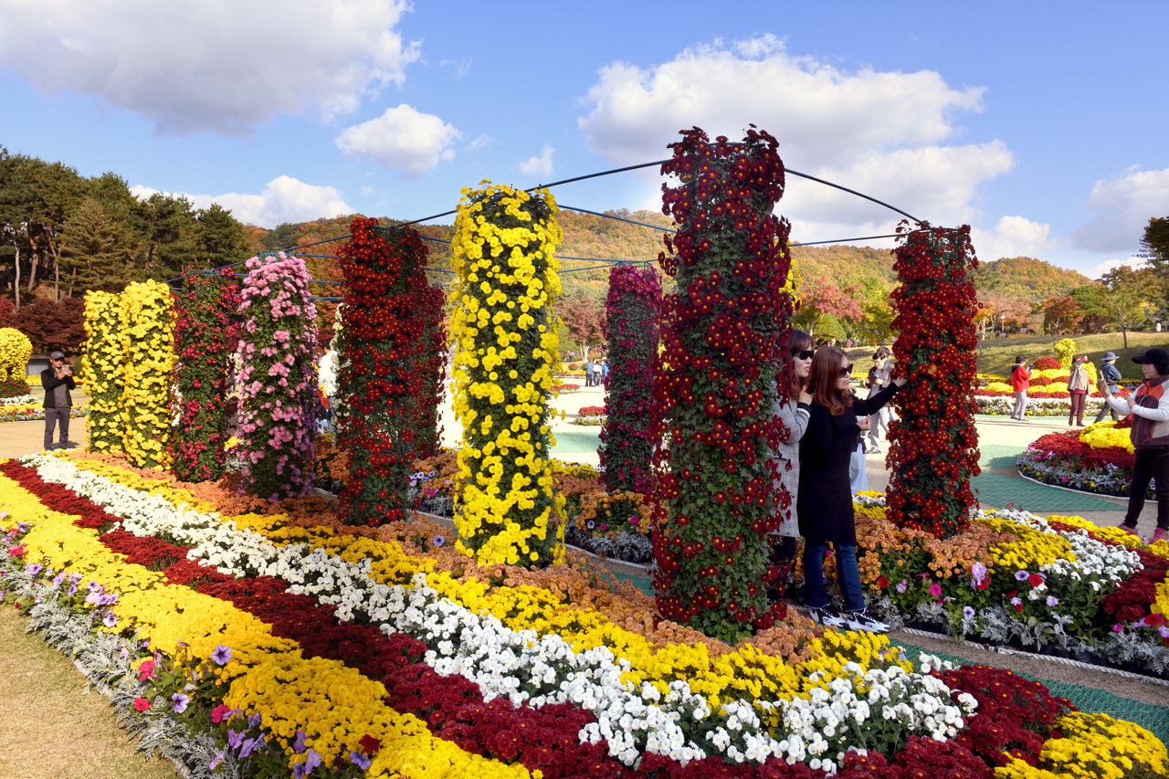 많은 관람객들이 국화축제장에서 국화꽃을 배경으로 기념사진을 찍고 있다. / 김용수