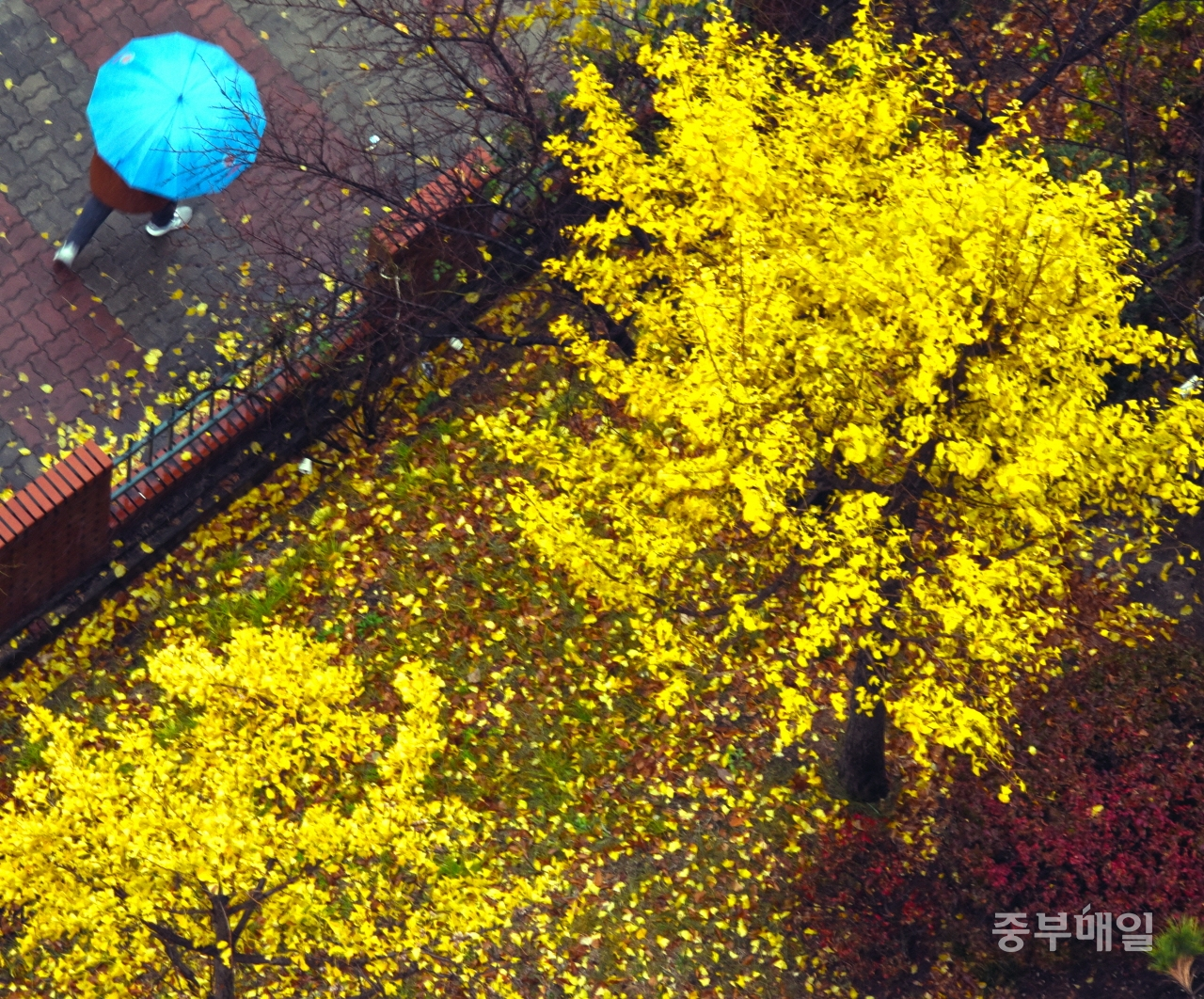 낙엽 비 내리는 거리일요일인 17일 겨울을 재촉하는 비가 내리며 거리에 낙엽 비를 내린 가운데 기상청에 따르면 이 비가 그치면 추위가 찾아올 것으로 예보하고 있다. / 김용수