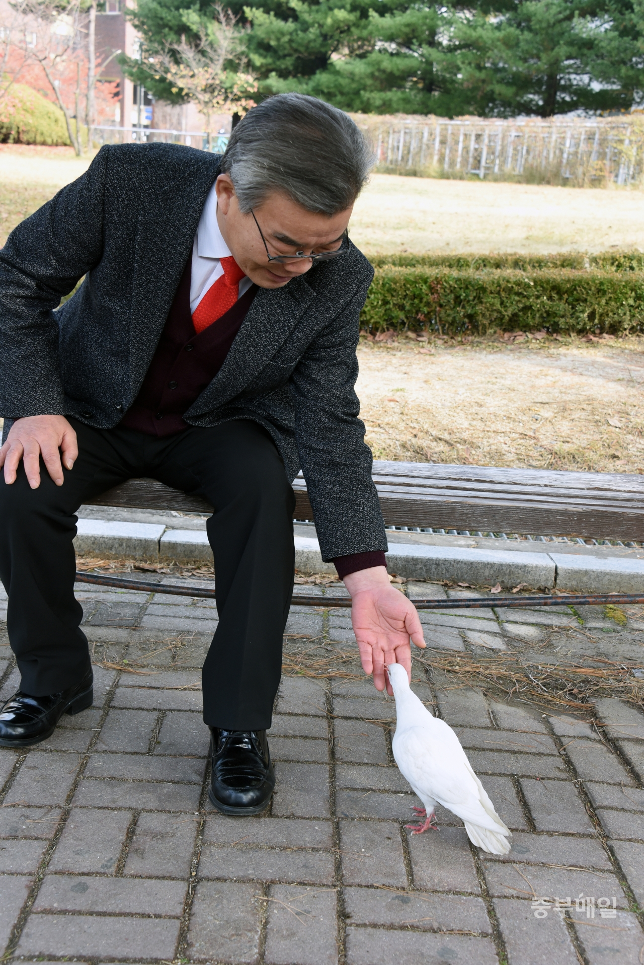 최현호 자유한국당 청주서원당협위원장이 인터뷰 도중 날아온 흰 비둘기를 반갑게 맞이하고 있다. / 김용수