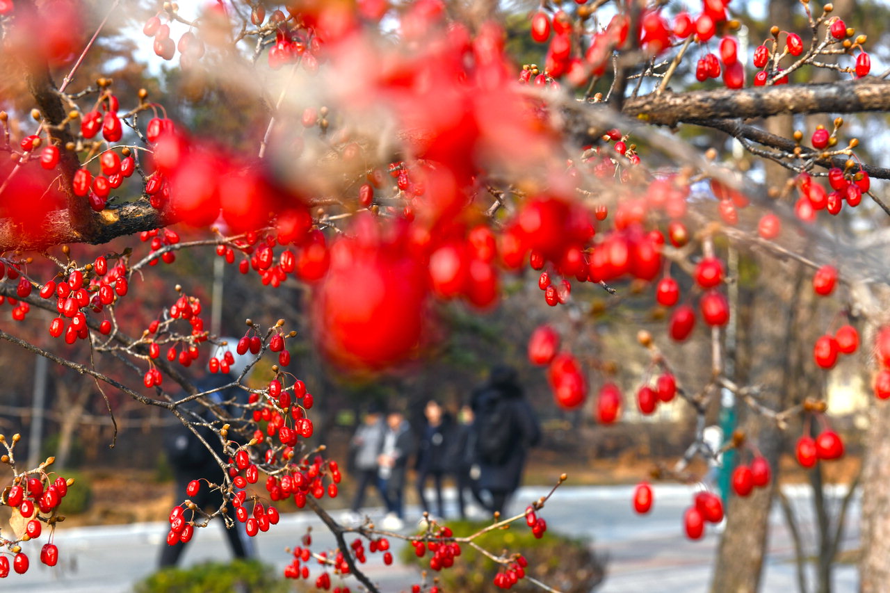 겨울답지 않게 포근한 날씨를 보인 16일 충북대학교 캠퍼스에서 빨갛게 익은 산수유열매가 탐스럽게 열려 있다. / 김용수