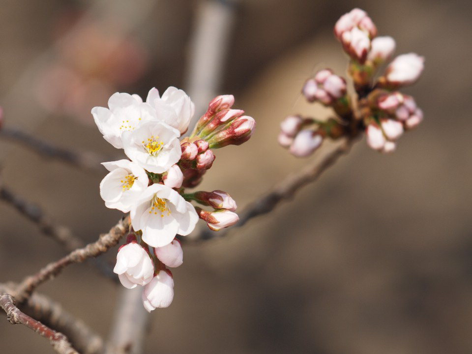 청주 무심천 왕벚나무 표준관측목에 핀 벚꽃. /청주기상지청 제공