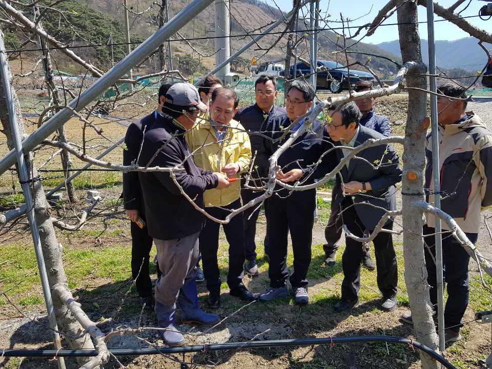 충북농협은 9일 괴산군 연풍면에 사과농장을 찾아가 냉해피해를 살펴보고 대응방안을 협의했다. /충북농협 제공
