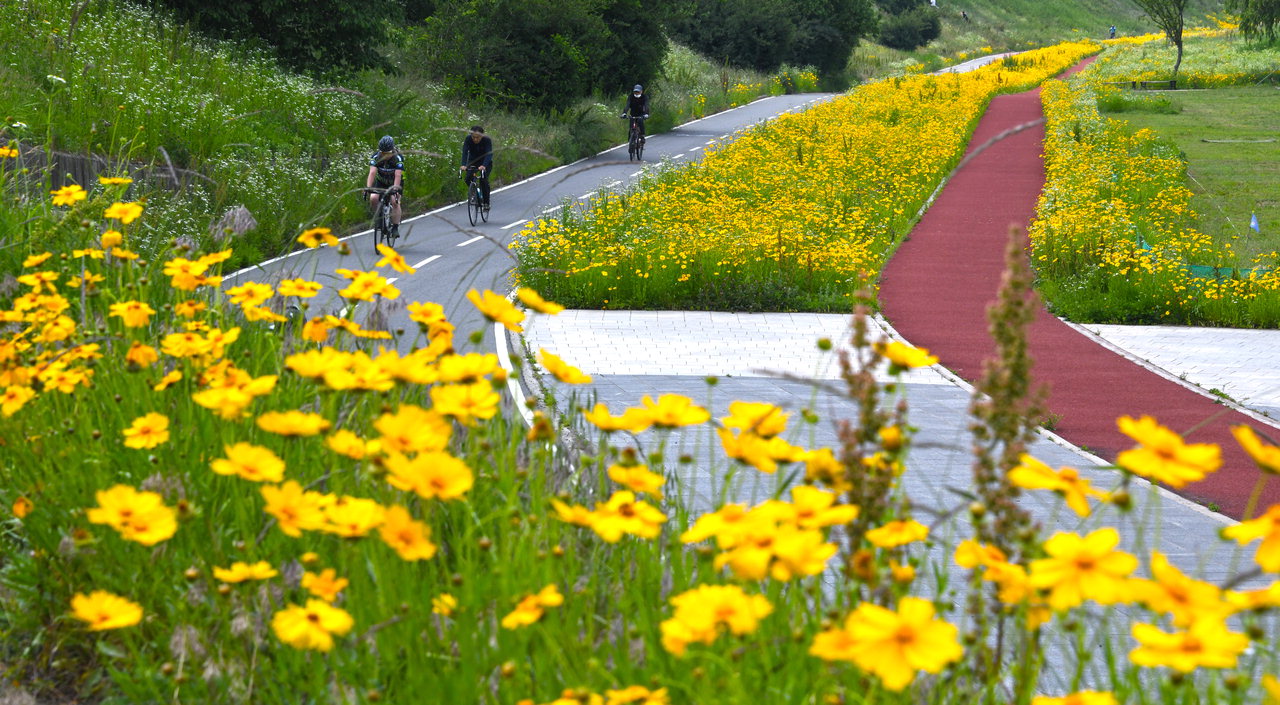 맑고 비교적 더운 초여름 날씨를 보인 5월의 마지막 주말인 지난 31일 활짝 핀 노란 금계국 길을 따라 시민들이 자전거를 타며 휴일을 즐기고 있다. / 김용수