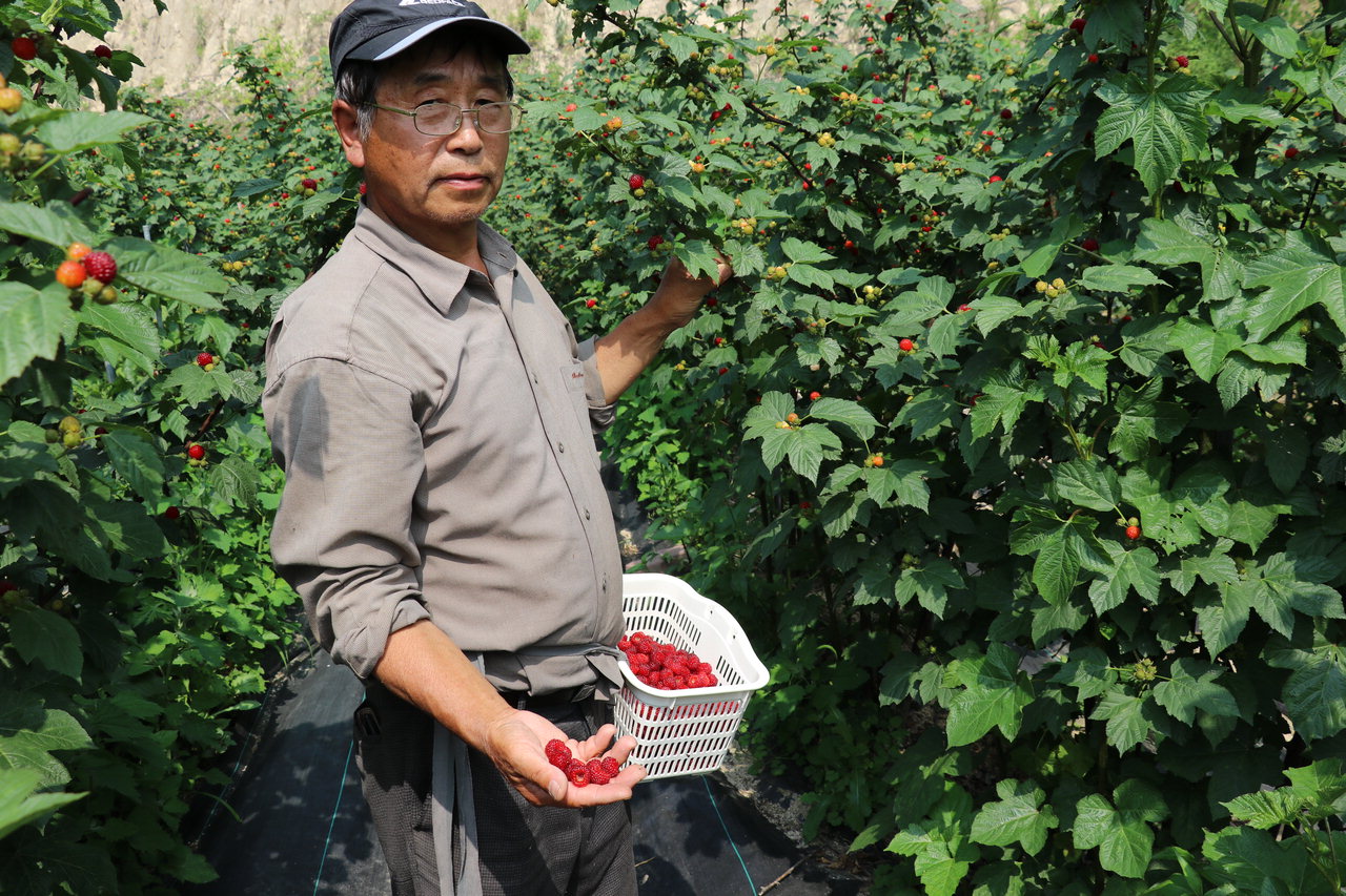 박기범 씨가 5천여㎡의 산딸기 밭에서 산딸기를 수확하고 있다. / 옥천군 제공